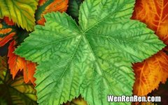 动物的过冬方式有哪些?各举两例,动物过冬的方式有哪些？